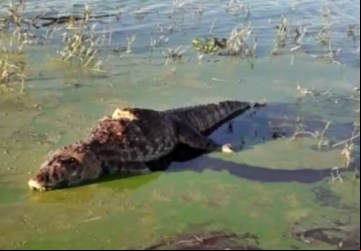 Jacaré encontrado morto às maergens dos lagos de Furnas em Alfenas, na Prainha