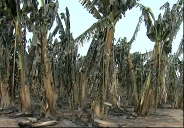 Bananal todo queimado pelo incêndio em Delfinópolis no Sul de Minas 