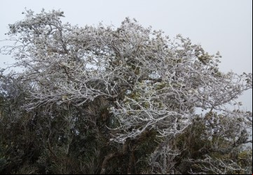 Frio congela árvores em Monte Verde...