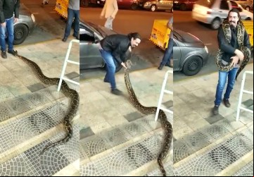 Jibóia eia pelas ruas de Itajubá...