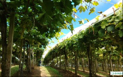 Produção de uvas do Nordeste ganha proteção inovadora